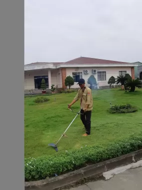 Cỏ