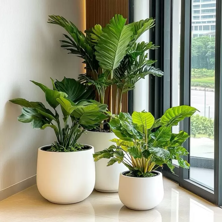 VỀ CHÚNG TÔI - CÂY KIỂNG BÌNH DƯƠNG