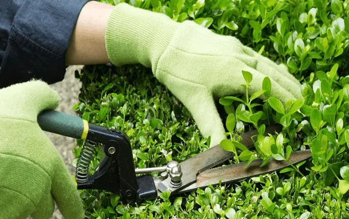 Cây cảnh Bình Dương