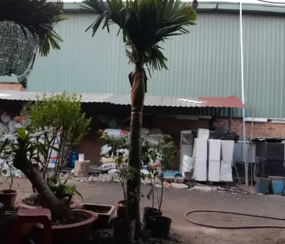 Cau hương