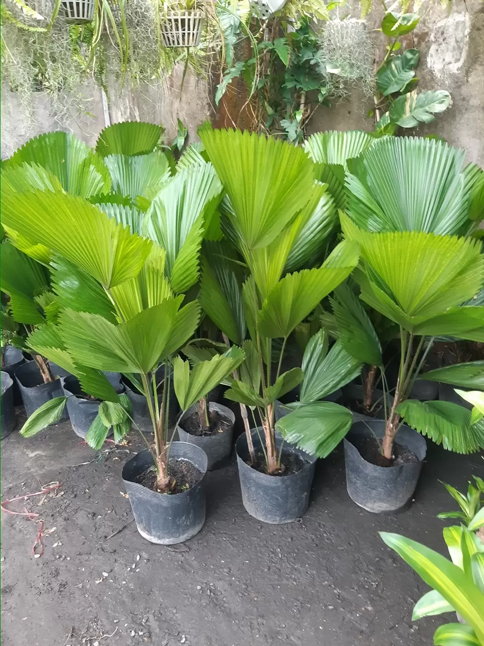Cọ Mỹ
