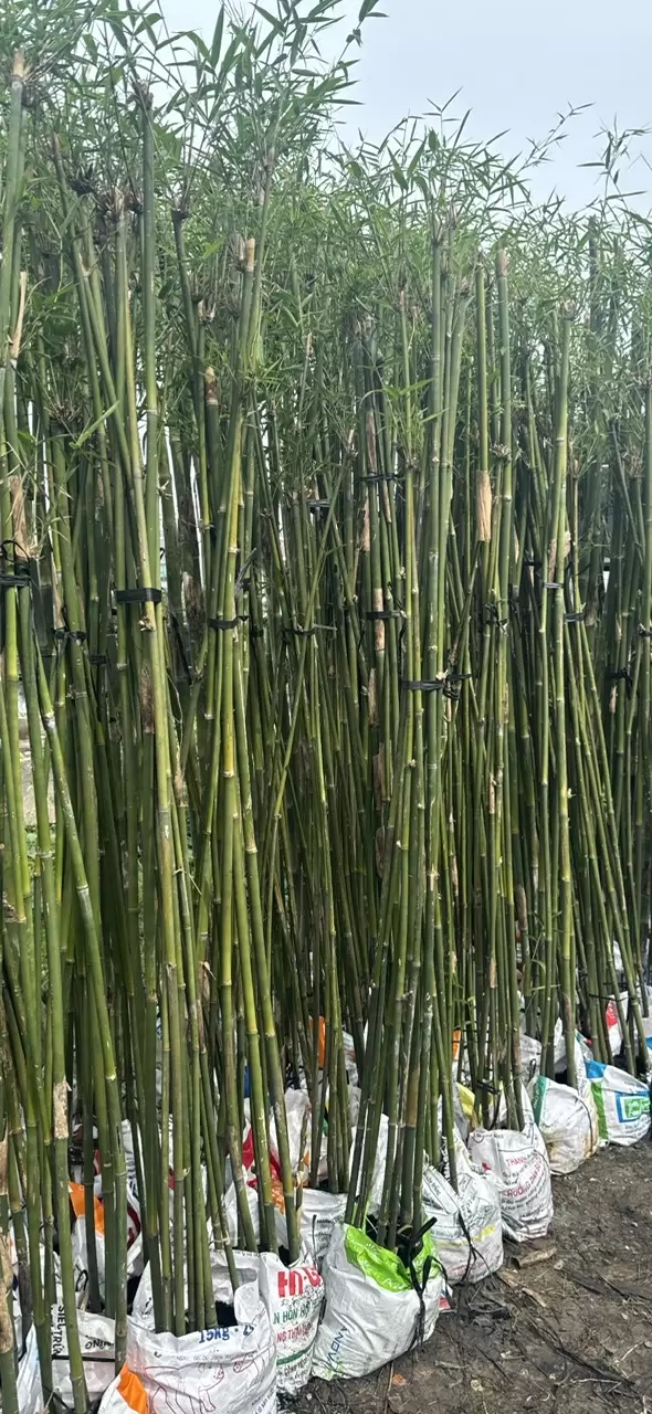Trúc Cần Câu