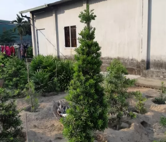 Tùng Đài Loan