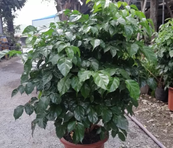 Cây Hạnh Phúc
