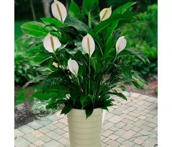 LILY